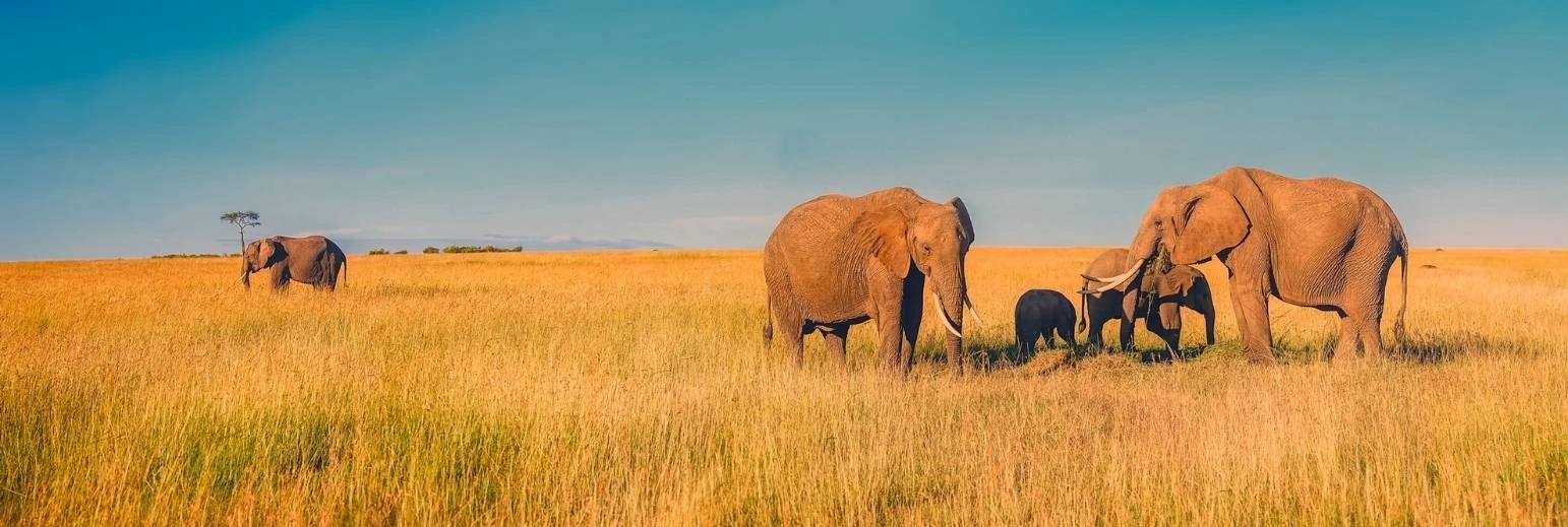 Elephant Orphange in Sri Lanka