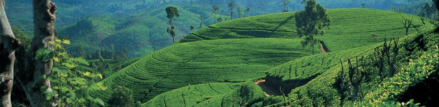 Sri Lanka3