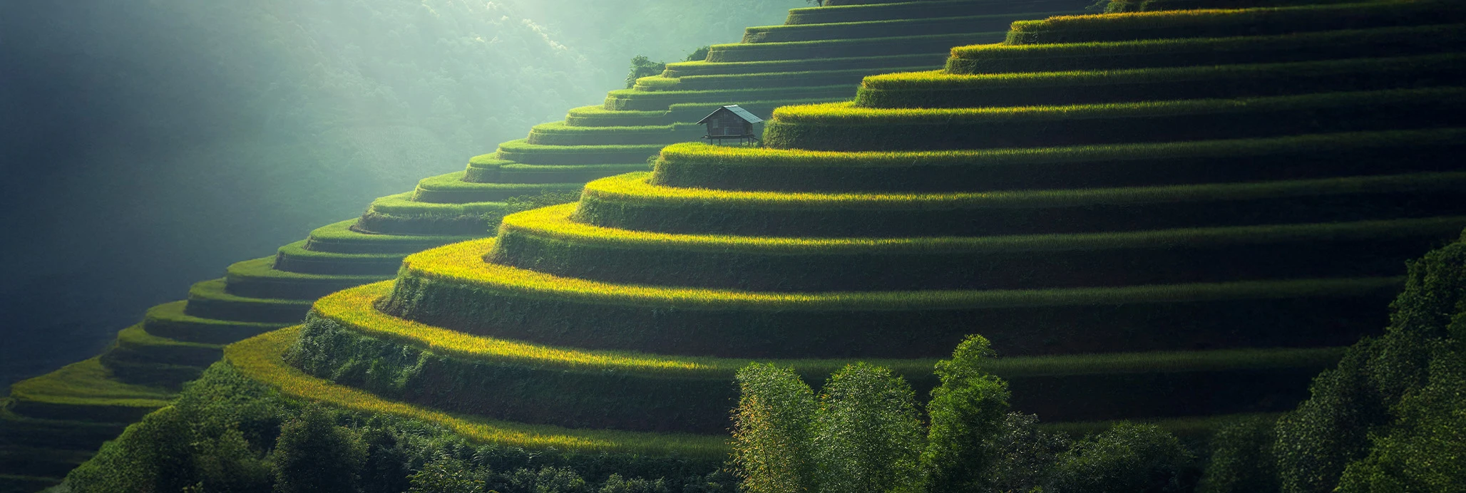 Rice terrace in Bali