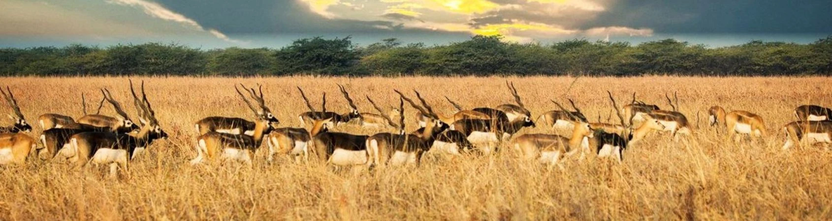 Gujarat