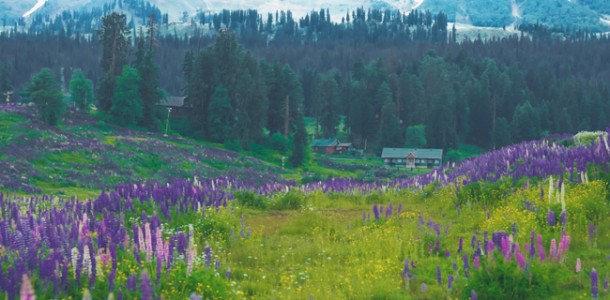Day trip to Meadow of flowers- Gulmarg