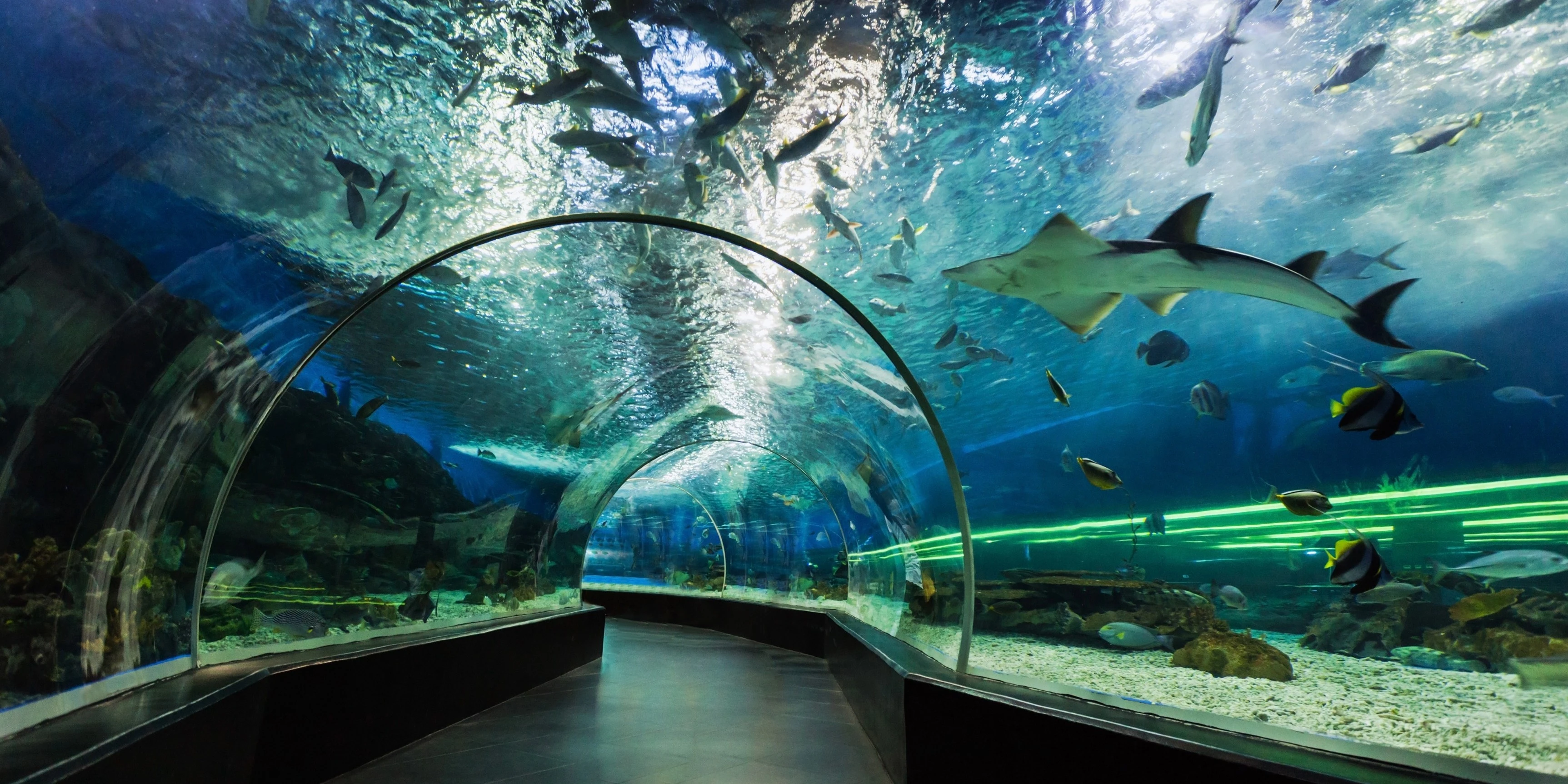 Dubai Aquarium and Underwater Zoo with Transfers