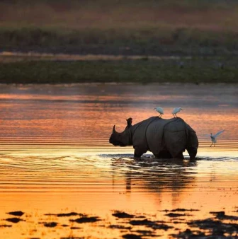 Kaziranga Rhinos & Meghalaya’s Natural Marvels