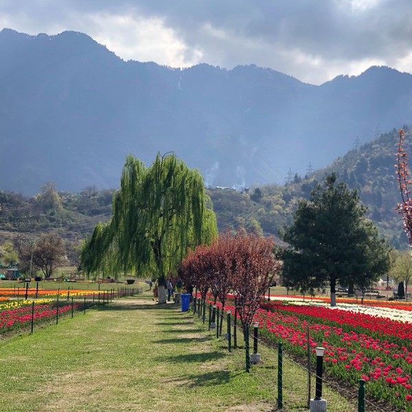 Short Trip to Kashmir Valley