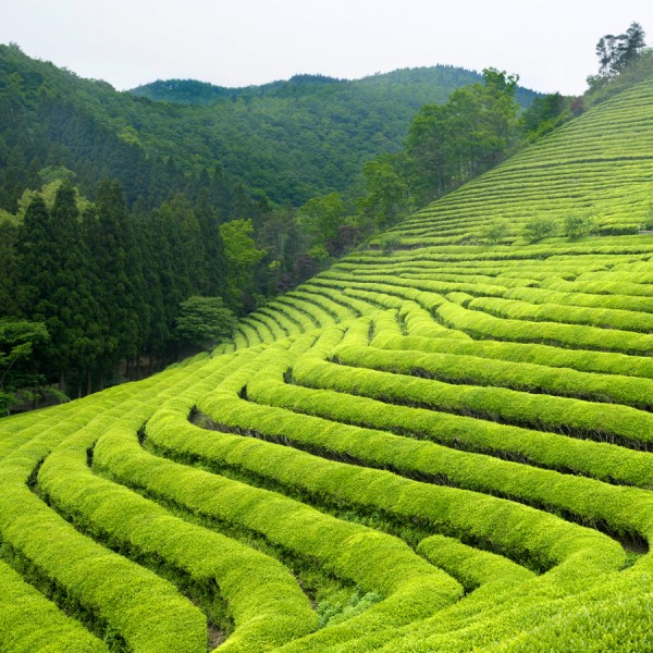 Majestic Darjeeling