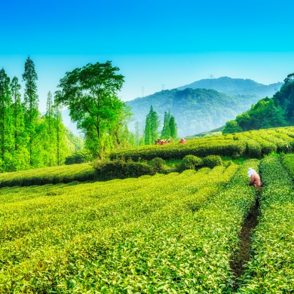 3 Nights and 4 Days Darjeeling Tour Package