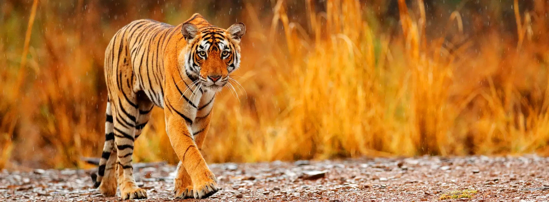 Adventure & Wildlife Holidays Packages in India